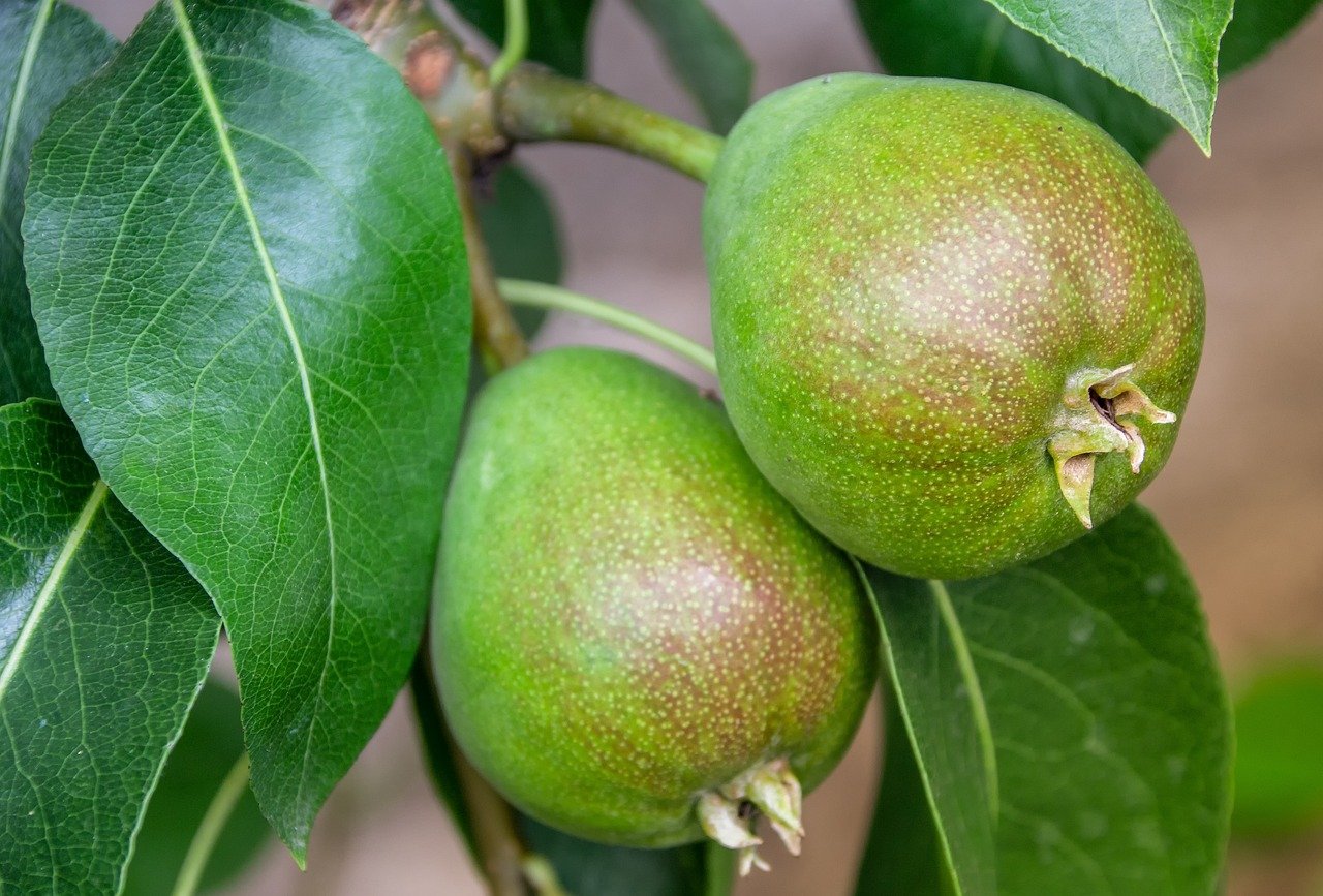 O gênero Pyrus (família Rosaceae) evoluiu provavelmente durante o Período Terciário, no sopé das montanhas de Tian Shen, na província de Xinjiang (zona mais ocidental da China).