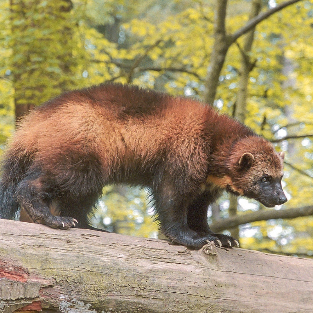 Glutão - Tem porte pequeno, mas é extremamente feroz e forte. Suas garras são afiadas e mortais. E esse bicho ainda morde que só ele.. Vive até 13 anos. 