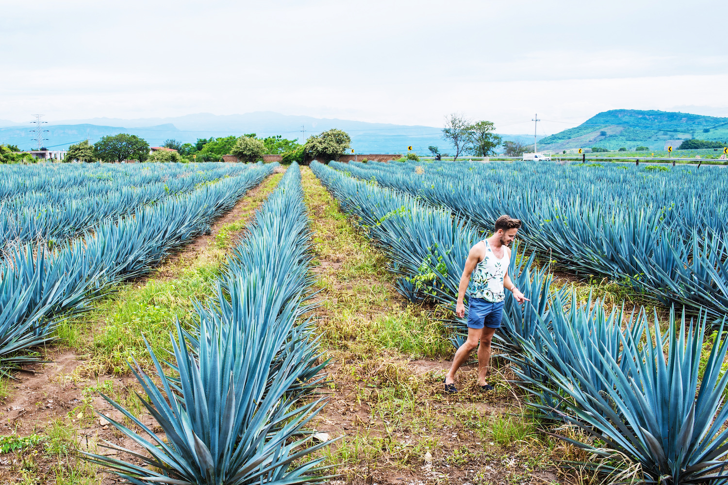 Mas os encantos naturais também dão o tom na cidade, bastante procurada por quem deseja explorar a natureza ao redor.
Sua proximidade a destinos como Tequila, famosa por suas destilarias, e o Lago Chapala, o maior do México, é vista como um ponto de partida ideal para aventuras das mais variadas.