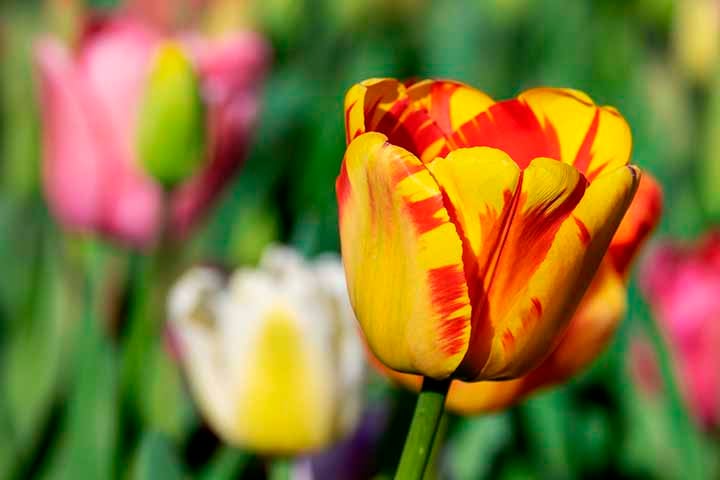 Uma flor medicinal: As tulipas já foram utilizadas na medicina tradicional, graças às suas propriedades anti-inflamatórias e expectorantes.