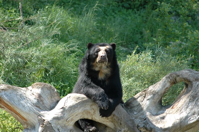 Tímido e excelente escalador, passa boa parte do tempo em árvores. Alimenta-se de frutas, folhas e pequenos animais.
