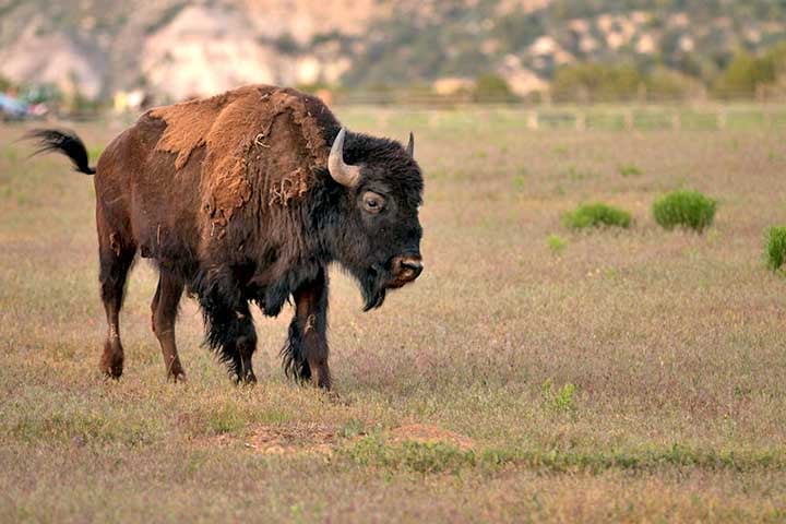 O bisão-europeu também passou por um processo drástico de extinção, tendo desaparecido da natureza no início do século 20.
