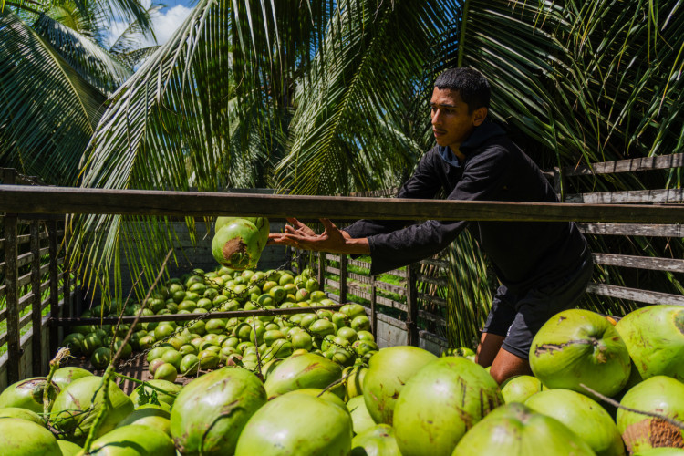 Exportação de coco será beneficiada com redução de tarifas