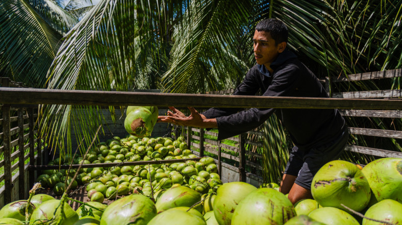 Exportação de coco será beneficiada com redução de tarifas