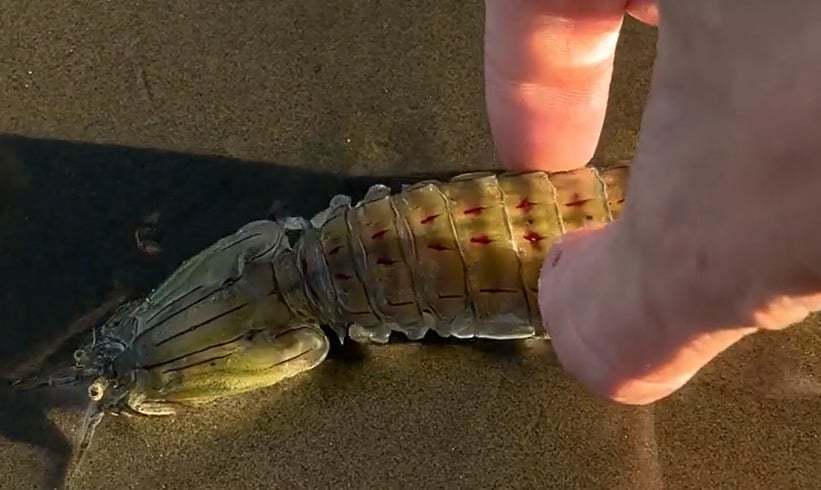 O vídeo mostra o animal “andando” pela areia até que Rafael chega perto para jogá-lo de volta ao mar. Quando ele tenta levantar a lagosta, ela dá um “golpe” na mão dele.