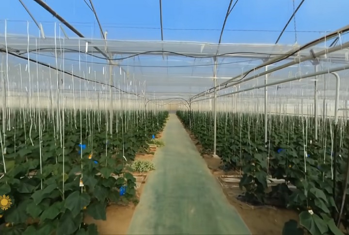 Apesar de os produtores afirmarem que reciclam 100% do material, especialistas contestam, apontando falhas no controle dos resíduos.