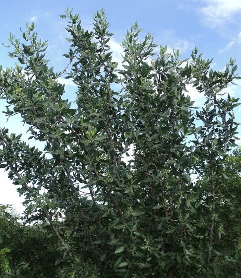No início, o local era chamado de Favela, uma referência a um arbusto espinhento comum no sertão da Bahia, que cobria o terreno onde ocorreram os combates.