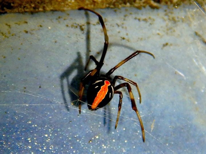 O veneno da aranha-de-costas-vermelhas é neurotóxico, contendo latrotoxina, que afeta o sistema nervoso. Embora as picadas sejam dolorosas, os casos fatais são extremamente raros devido à disponibilidade de tratamento.