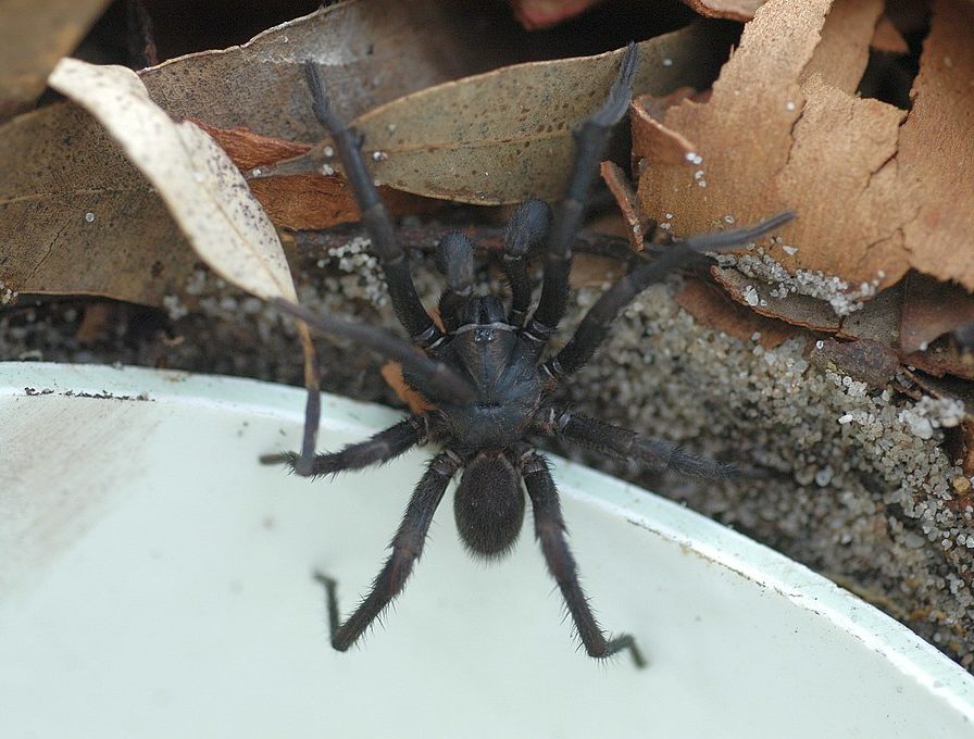 Aranha-teia-de-funil (Atrax): Nativa da Austrália, essa aranha possui um veneno potente que pode ser fatal para humanos. Sua picada causa dor intensa, náuseas, vômitos, sudorese e dificuldade para respirar.