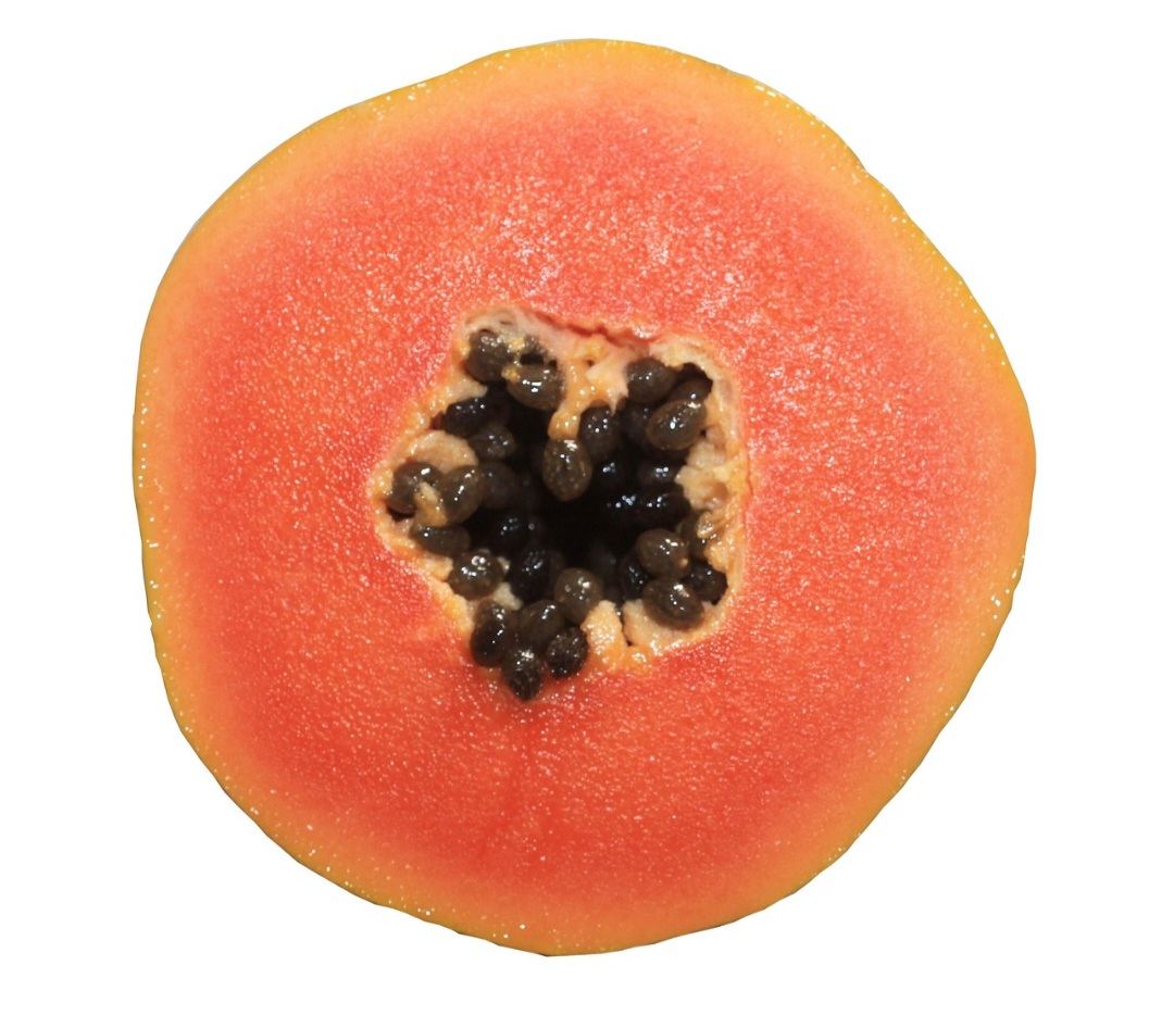 Além disso, as fibras insolúveis encontradas no mamão ajudam a aumentar o volume das fezes e estimulam os movimentos do intestino, combatendo a prisão de ventre de forma natural.