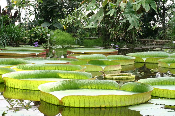 Há também a Victoria cruziana, típica de áreas pantanosas da Bolívia e Argentina, que tem folhas ligeiramente menores e bordas mais altas.