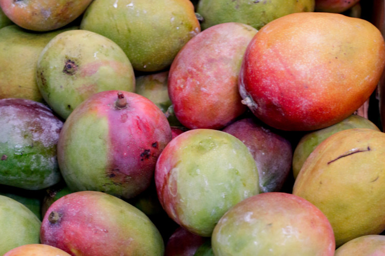 Cerca de 95% da manga exportada pelo estado tem os EUA como destino