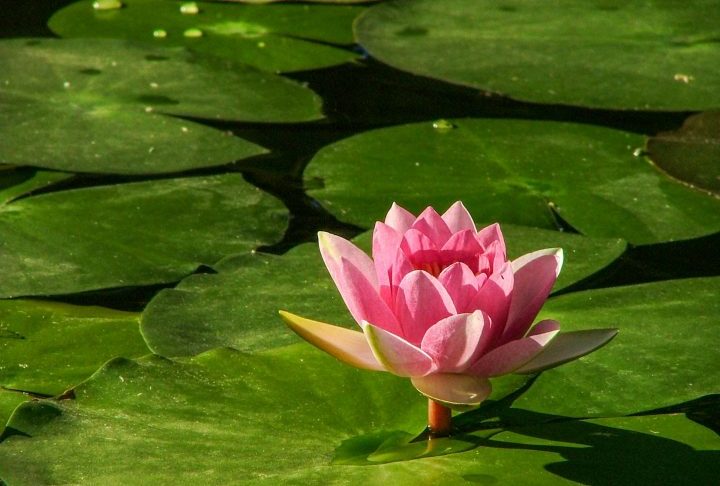 Além disso, a vitória-régia inspirou lendas indígenas, como a história de uma jovem que, encantada com a lua, teria sido transformada na flor.