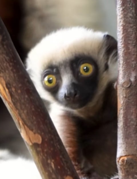 Os lêmures estão na lista das espécies de animais sob ameaça de extinção no planeta. Por isso, quando um indivíduo nasce, é motivo de comemoração. É o que aconteceu com um filhote de lêmure-sifaka, recentemente, no zoológico Chester, em Cheshire, na Inglaterra.