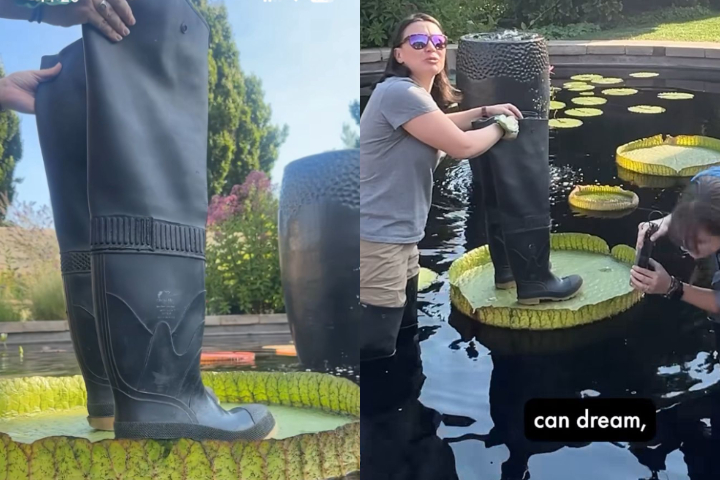 Entre os objetos que já foram utilizados estão tijolos, garrafas de gim, bolos de chá e sapos de brinquedo.