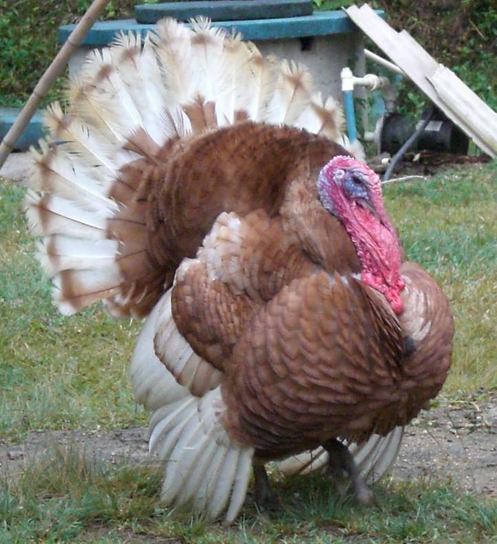 Em países como os Estados Unidos, o consumo chega a cerca de 45 milhões de perus anualmente. No Brasil, o peru costuma ser assado inteiro, recheado ou como prato principal em preparações variadas.