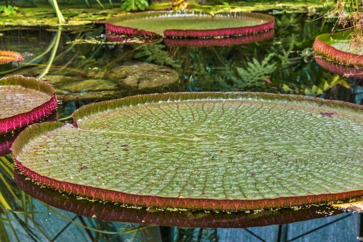 A planta tem grande importância cultural e histórica. Seu nome científico, dado em homenagem à rainha Vitória do Reino Unido no século 19, reflete o interesse europeu pelas descobertas botânicas da Amazônia.