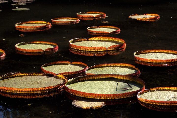 Ecologicamente, a vitória-régia exerce um papel fundamental em ecossistemas aquáticos, oferecendo abrigo para peixes, insetos e outros organismos.