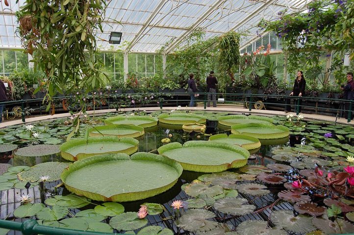 Hoje, jardins botânicos ao redor do mundo cultivam essas plantas em estufas aquáticas, e sua beleza ainda impressiona visitantes.