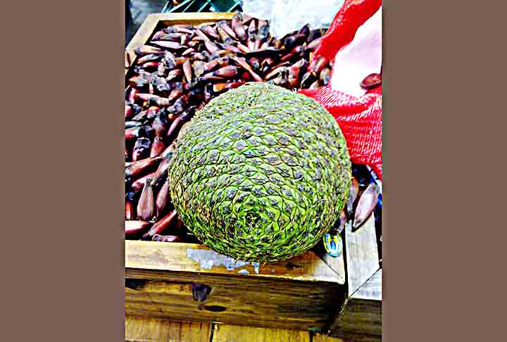 O pinhão é uma semente presente nas feiras e mesas do Brasil, que ganha maior destaque nas festas do meio do ano, mas pode ser consumido o ano inteiro: cozido e temperado com sal, ou de outras maneiras saborosas. 
