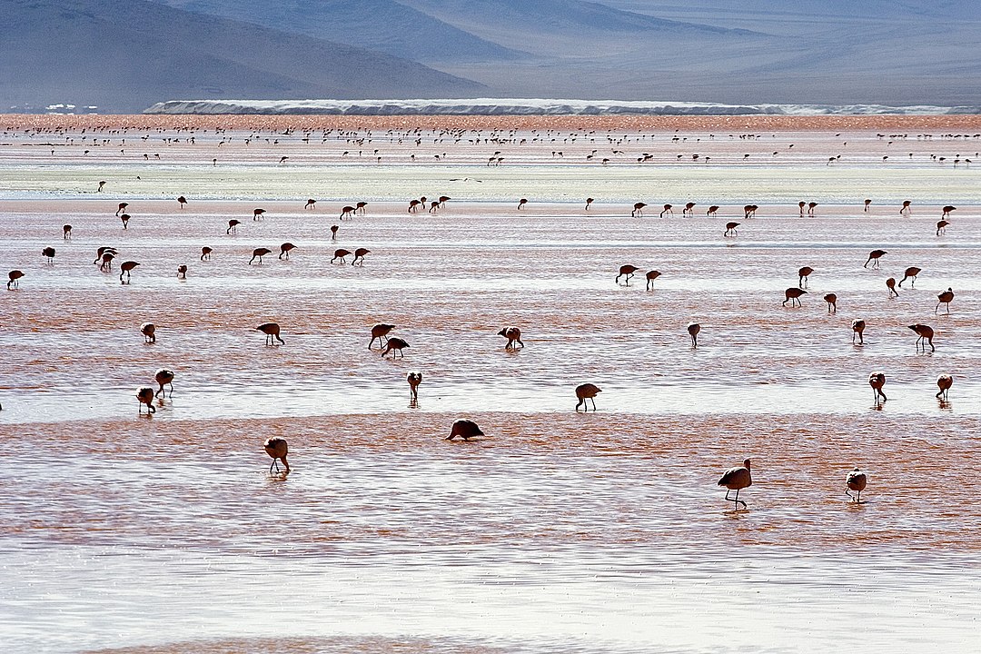 Situada na Reserva Nacional de Fauna Andina Eduardo Avaroa, no sudoeste da Bolívia, a Laguna Colorada é conhecida por suas águas avermelhadas, causadas por sedimentos e algas.