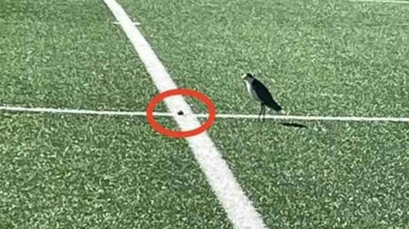 Plovers australianos colocaram três ovos no gramado; prefeitura tentará mover o ninho aos poucos sem prejudicar o calendário local