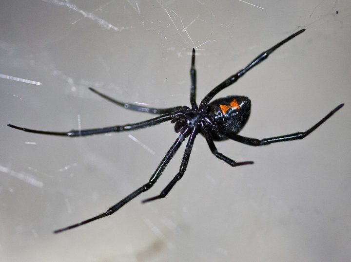 Viúva-negra (Latrodectus): Essas aranhas são conhecidas por sua coloração brilhante e pela forma de ampulheta em seu abdômen. Pode ser encontrada em vários lugares do mundo.