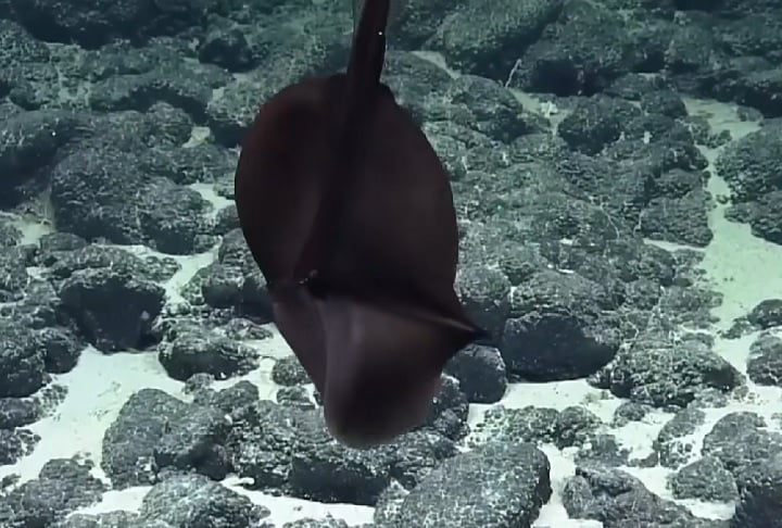 Enguia-gulper (Eurypharynx pelecanoides): Possui uma boca enorme e elástica, que lembra a de um pelicano. Pode engolir presas muito grandes e armazená-las para digestão lenta.