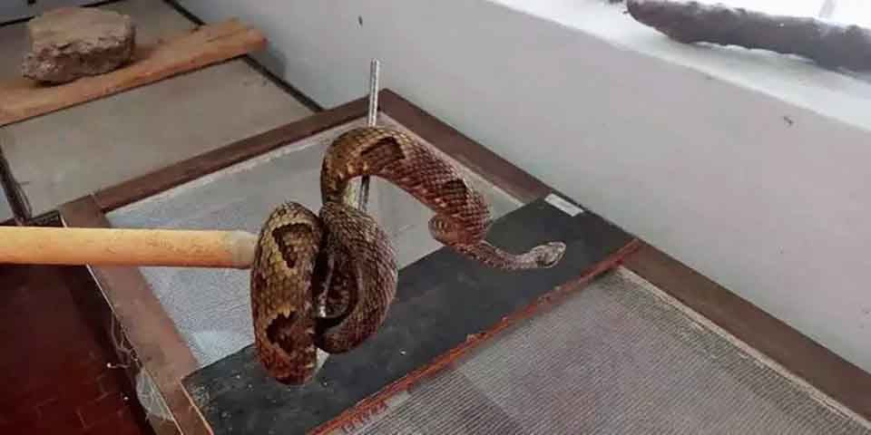 Também em 2022, uma jararaca foi encontrada numa estufa no campus de Agronomia da Universidade Federal de Viçosa (MG). A cobra, uma das mais venenosas no Brasil, tinha 1,5 metro de comprimento, foi retirada por bombeiros e levada para uma mata nativa.