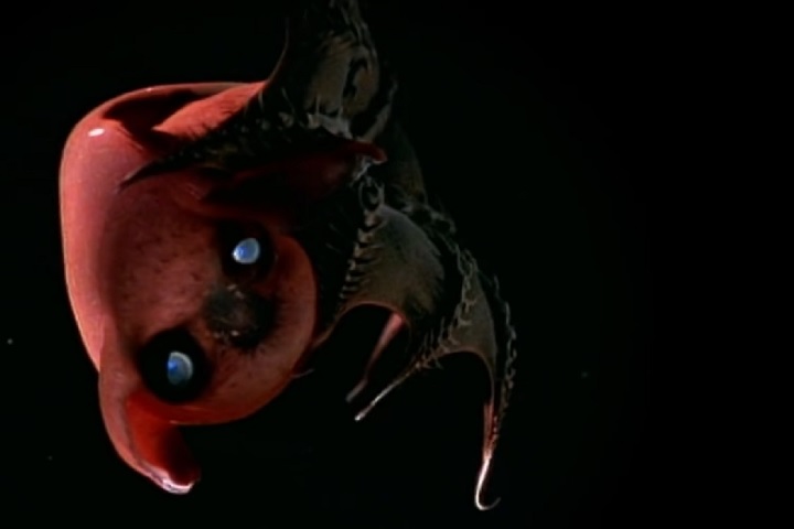 A maioria dessas criaturas nunca vê a luz do sol, dependendo de bioluminescência ou detritos orgânicos que caem das camadas superiores do oceano.