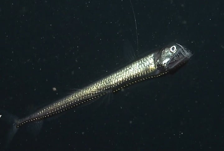 Peixe-víbora (Chauliodus sloani): Conhecido por seus dentes extremamente longos e afiados. Vive entre 500 e 2.500 metros de profundidade. Pode engolir presas maiores do que o próprio corpo.