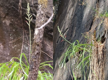 Planta Pitcairnia limae, espécie rara, endêmica e com risco de extinção da flora do bioma Caatinga, foi encontrada na Área de Proteção Ambiental (APA) Bica do Ipu, no Ceará
 