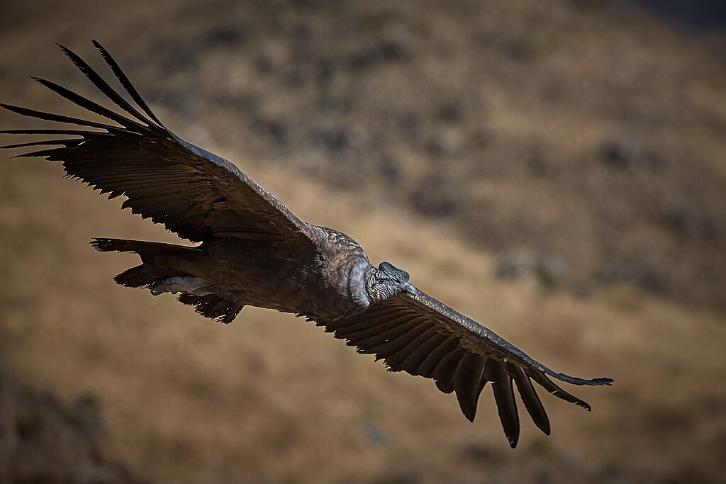O condor dos Andes vive nas montanhas dos Andes e áreas costeiras da América do Sul. É necrófago, alimentando-se de carcaças de animais. Pode viver mais de 70 anos, sendo uma das aves mais longevas.
