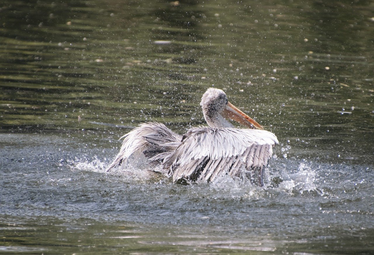 O pelicano dálmata vive em lagos, rios e zonas úmidas do sudeste da Europa e da Ásia. Alimenta-se principalmente de peixes, capturados com sua bolsa elástica. Sua expectativa de vida pode chegar a 25 anos.
