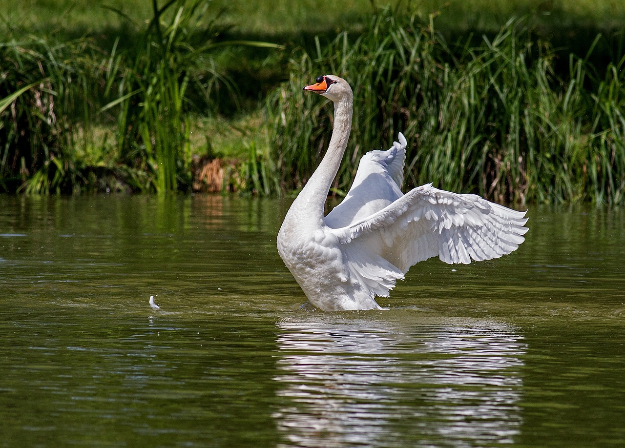 Uma das aves aquáticas mais bonitas da fauna mundial, o cisne está muito presente em movimentos culturais, como peças teatrais e ballets. O Flipar, então, mostra as características desse animal, que traz um misto de elegância e singeleza.
