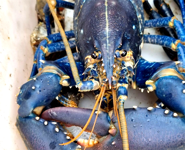 A lagosta é um tipo de crustáceo, nome dado a um grupo de animais que têm, entre outras características, um par de antenas, uma carcaça dura. Eles têm pernas e ausência de coluna vertebral. O Brasil tem cinco espécies de lagostas. No mundo são 75.