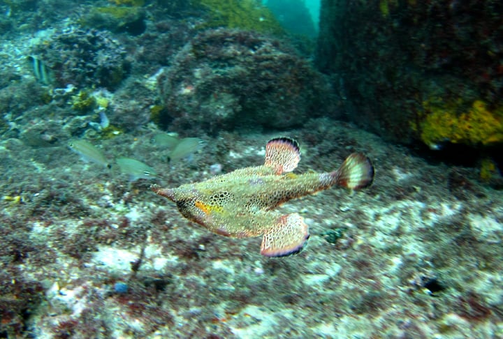 PEIXE-MORCEGO - Habitante curioso de águas tropicais, famoso por sua aparência incomum e movimentos lentos. Ele possui um corpo achatado, focinho alongado e nadadeiras transformadas em “pernas” que usa para andar no fundo do mar. Sua estratégia de alimentação é atrair presas com uma projeção semelhante a um isca no topo de sua cabeça.