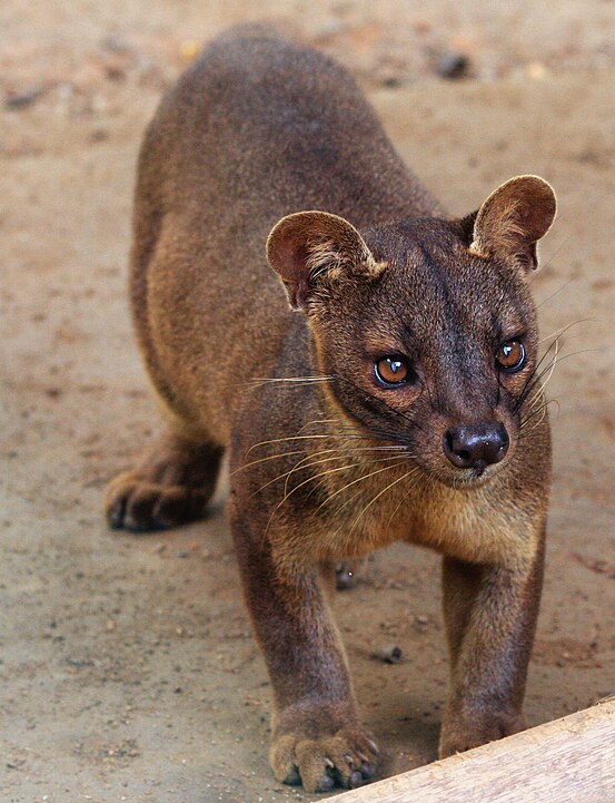 FOSSA - Predador endêmico de Madagascar que combina características de felinos e mangustos. Ele é raro porque ocupa um nicho ecológico muito específico e requer grandes territórios intactos, sendo gravemente afetado pelo desmatamento. Além disso, seus hábitos elusivos e de caça noturna dificultam avistamentos. A expansão de atividades humanas no seu habitat continua ameaçando sua sobrevivência.

