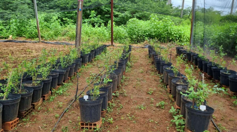 Produção de mirtilo anima agricultores locais que apostam na plantação experimental da fruta