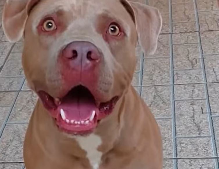 Casos de ataques de pitbull se sucedem no Brasil, onde o desrespeito à lei é constante. A lei estadual determina, afinal, que cães das raças American Pit Bull Terrier, Fila, Rottweiller, Dobermann, Bull Terrier e Dogo Argentino só podem circular com guia de no máximo 1,5 metro e munidos de focinheira. Assim, alguns casos ganham bastante repercussão. 
