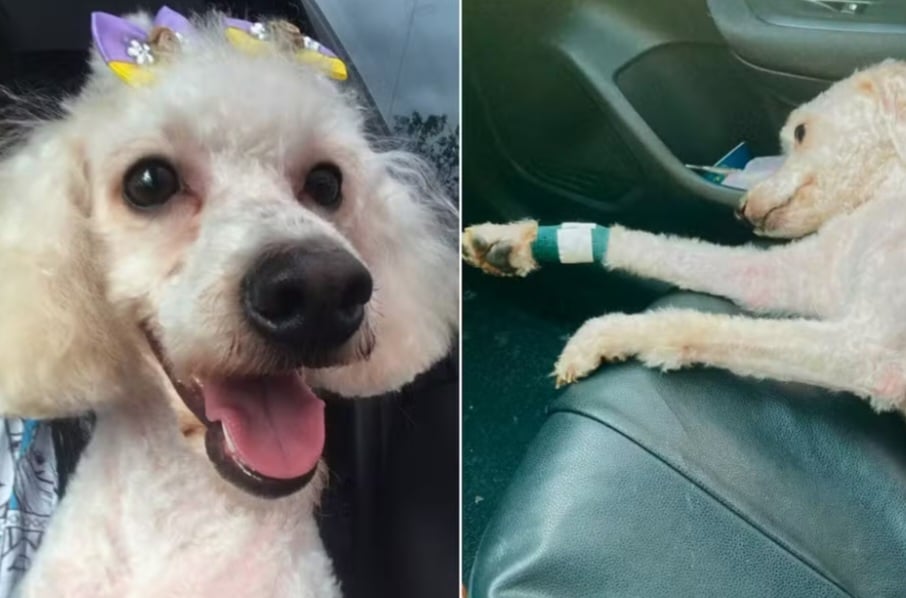 Uma poodle toy de cinco anos morreu após ser atacada por um pit bull sem focinheira e guia adequada em Praia Grande, em São Paulo. O caso ocorreu em 23 de agosto, na Rua Josefa Alves de Siqueira, bairro Anhanguera.