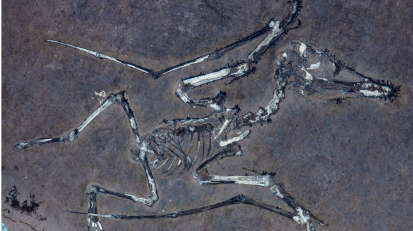 Dois fósseis, intitulados Lucky e Lucky II, ajudaram na identificação da causa de morte dos pequenos pterossauros