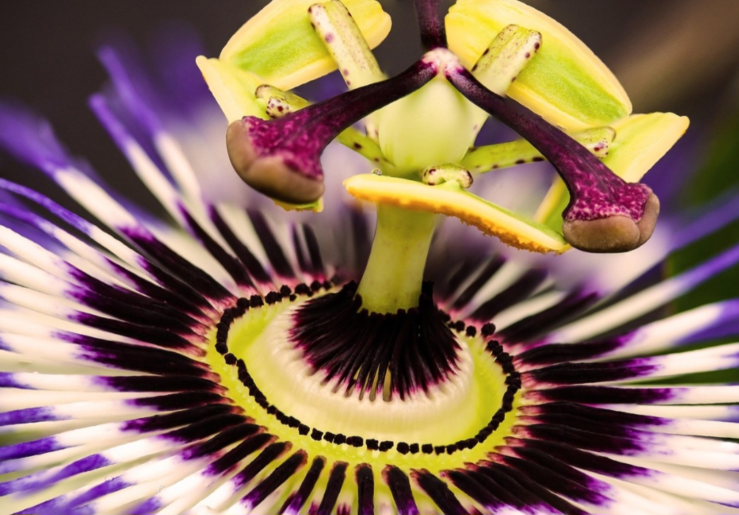 A poda regular ajuda a fortalecer a planta, eliminando galhos secos e favorecendo a circulação de ar. Isso também reduz o risco de fungos e melhora a produtividade.