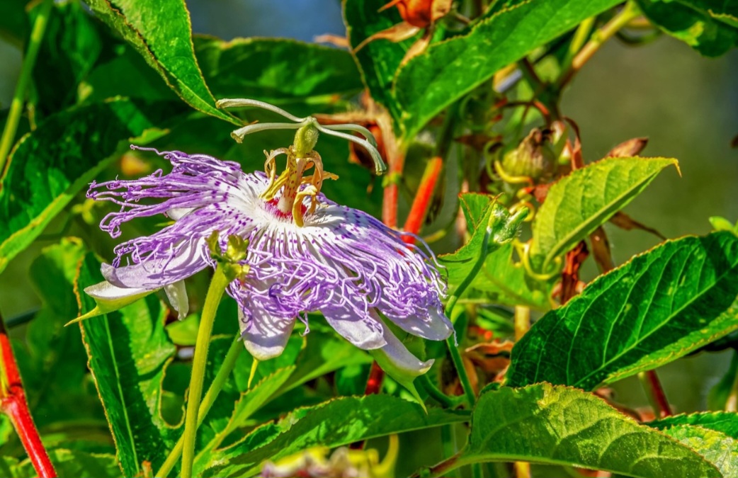 A irrigação deve ser feita de maneira equilibrada. Excesso de água pode apodrecer as raízes, enquanto a falta dela prejudica a floração e a frutificação.