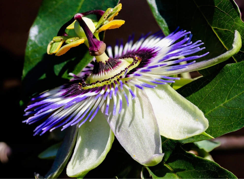 A passiflora pode ser atacada por pragas como pulgões, cochonilhas e lagartas. O controle deve ser feito preferencialmente com métodos naturais, evitando agrotóxicos.
