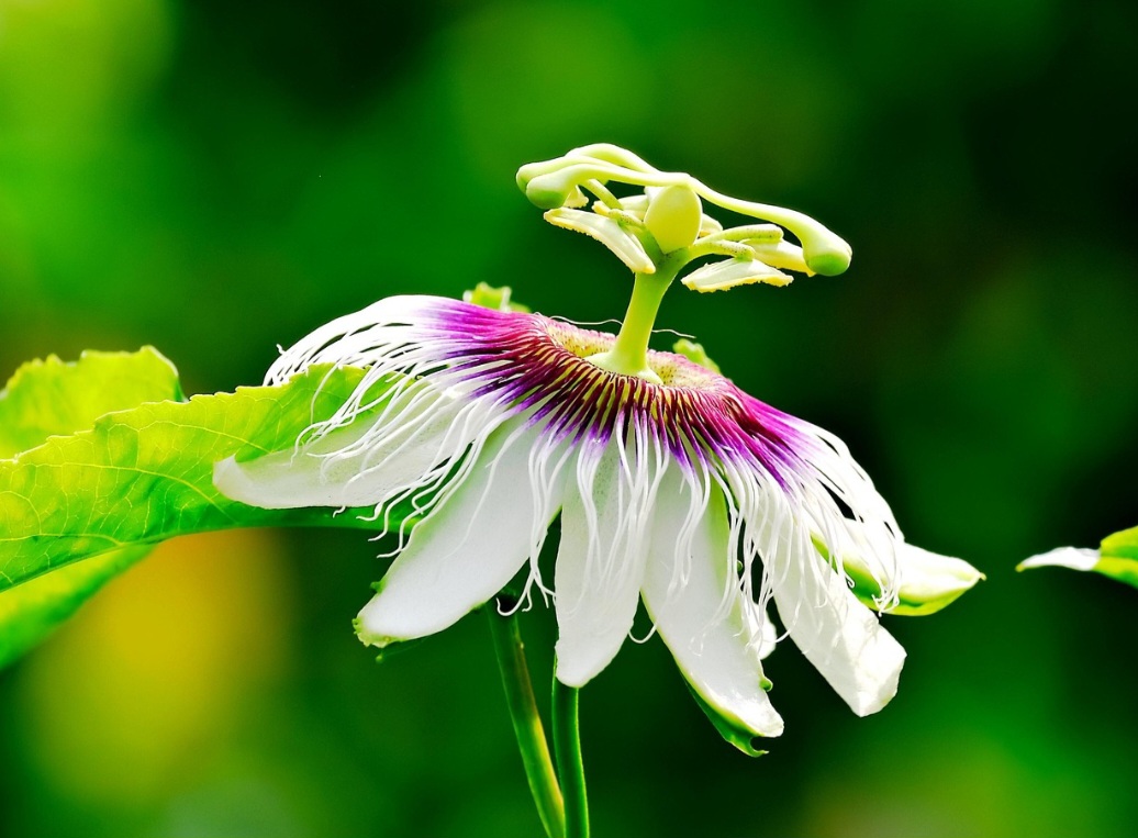 A passiflora, também conhecida como flor-do-maracujá, é uma planta de grande valor ornamental e medicinal. Sua beleza exótica encanta jardins, enquanto suas propriedades terapêuticas atraem a atenção da ciência.
