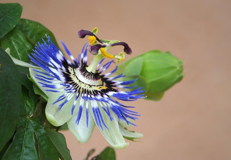 Originária das Américas, principalmente do Brasil, a passiflora ganhou destaque na cultura indígena e depois na medicina popular. Suas flores coloridas simbolizam a paixão de Cristo, daí o nome “passion flower”.