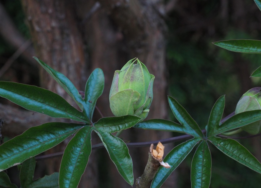 As mudas podem ser feitas por sementes ou estacas. No entanto, o cultivo por estacas garante plantas mais vigorosas e produtivas em menos tempo.