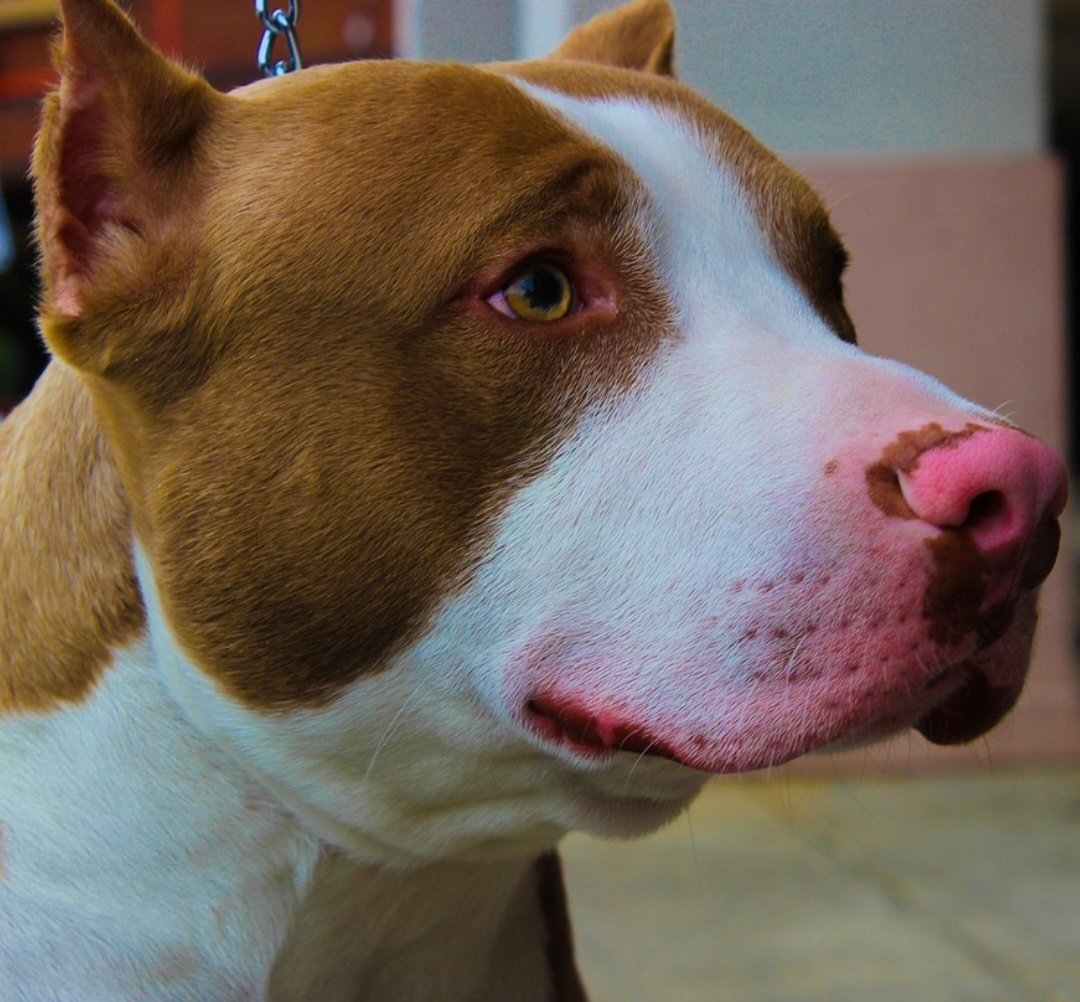 Em agosto de 2025, um menino sofreu ferimentos graves no rosto após ser atacado por um  pitbull na varanda de casa, em Campos Altos,  Minas Gerais. O animal feroz pertence ao vizinho, invadiu a casa ao lado e dilacerou a bochecha da criança, atingindo também um dos olhos e a boca.