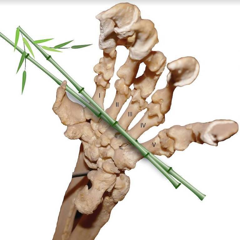 A espécie possui um polegar falso, assim como os seus primos de cor preta. O falso dedo é apenas um osso do pulso estendido.